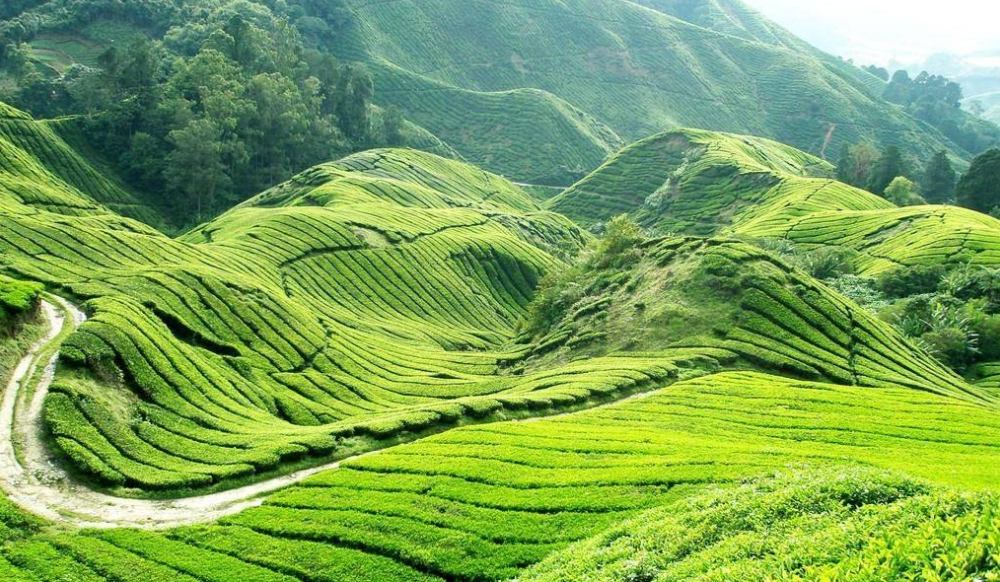 邵陽(yáng)諸多農(nóng)特產(chǎn)的發(fā)源地 關(guān)于家鄉(xiāng)的雪峰山你了解多少？